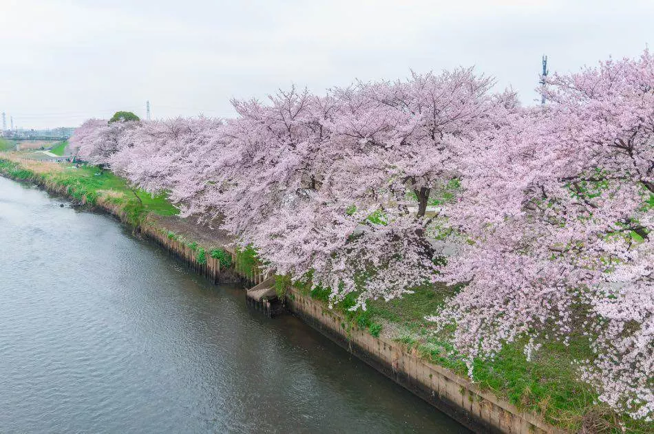 Fujinomiya Fiori di ciliegio in fiore