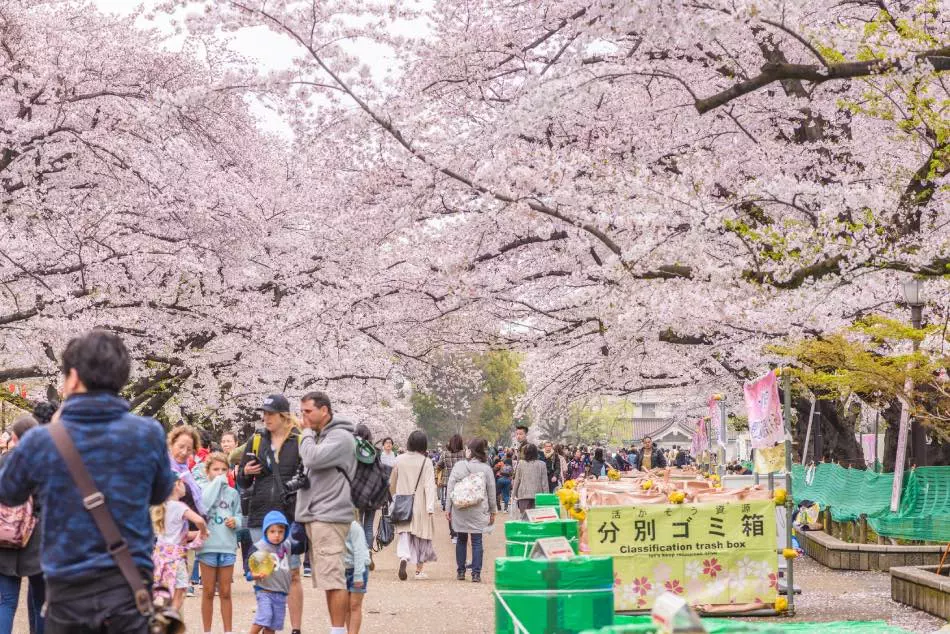 Sakura Festival Parco di Ueno